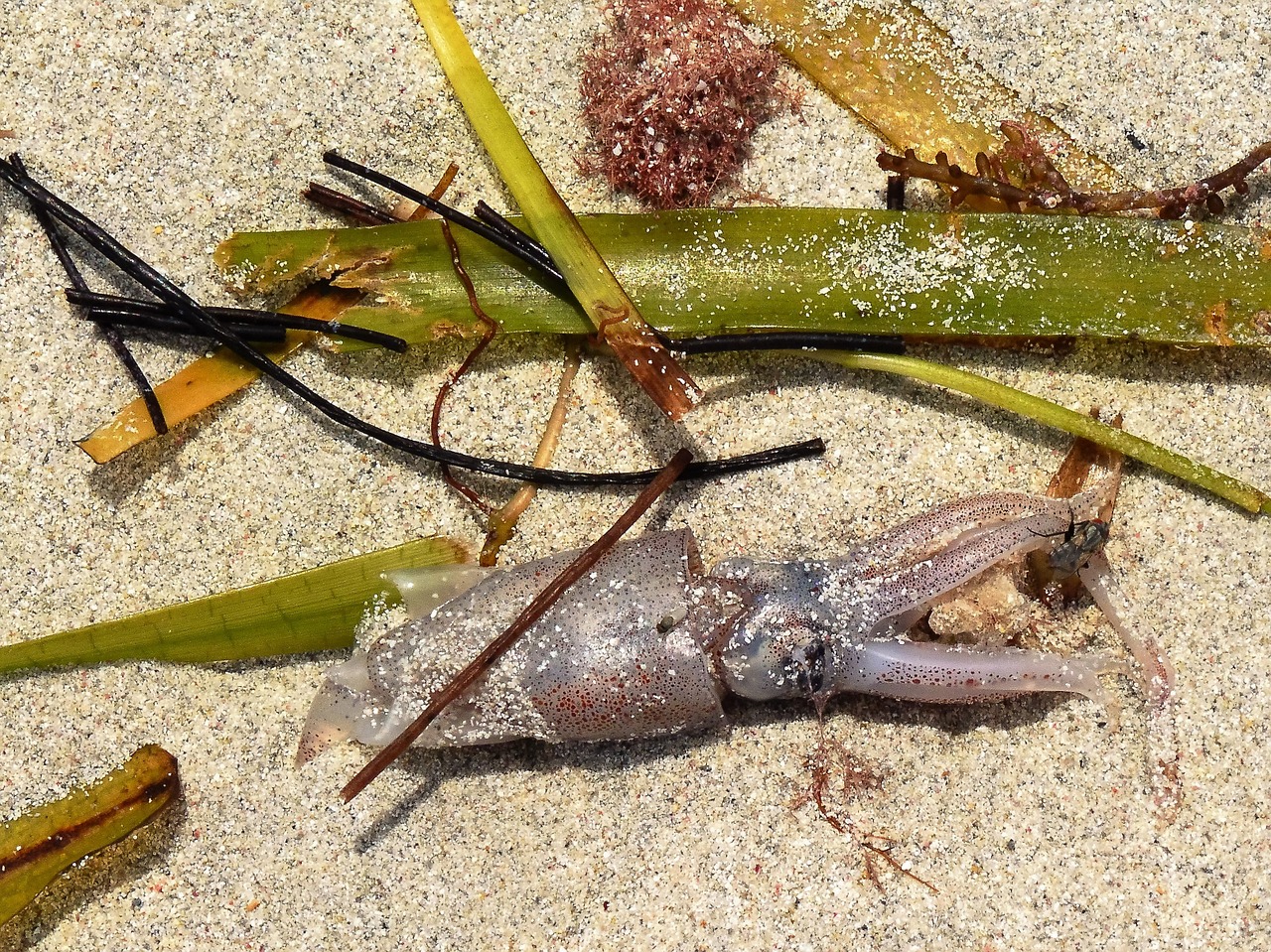 beach sand squid free photo