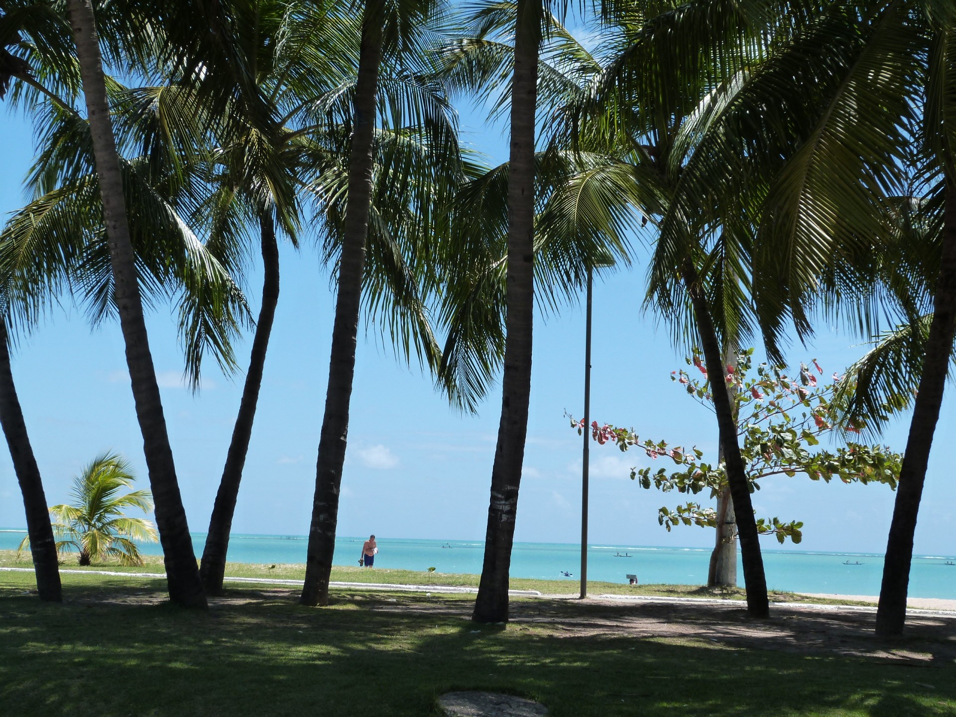 beach sergipe brazil free photo