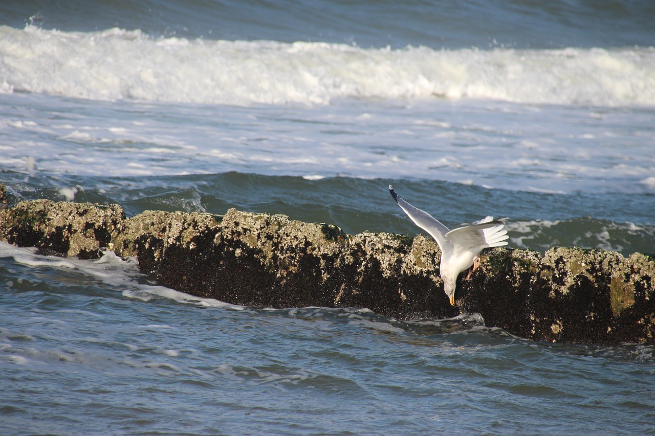 beach seagull sea free photo