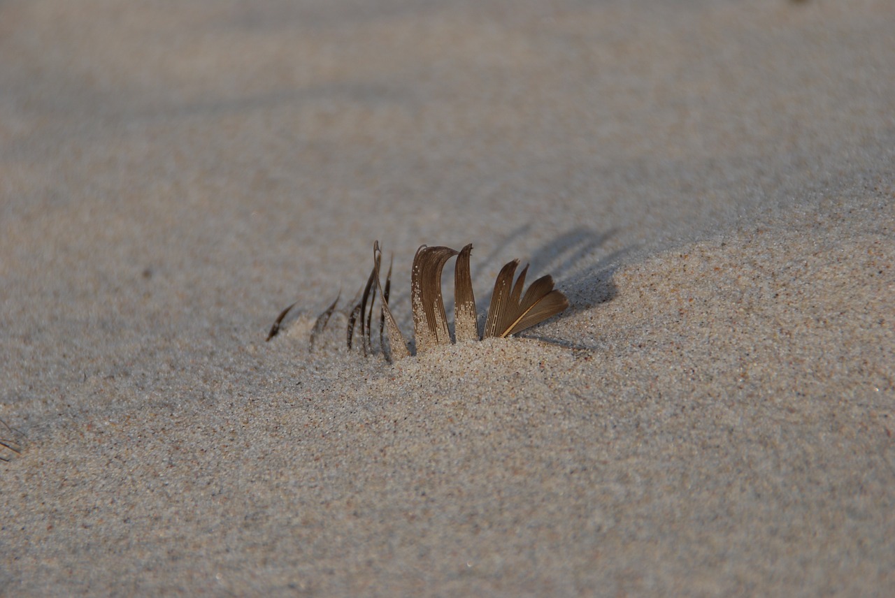 beach sand feather free photo