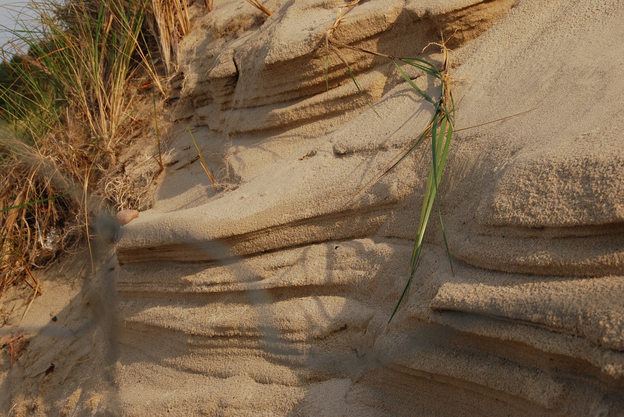 beach dune grass free photo