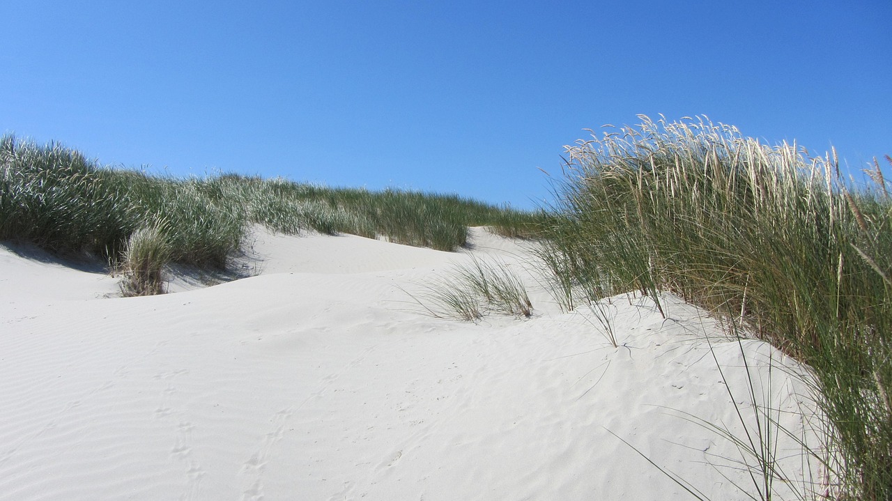 beach dune north sea free photo