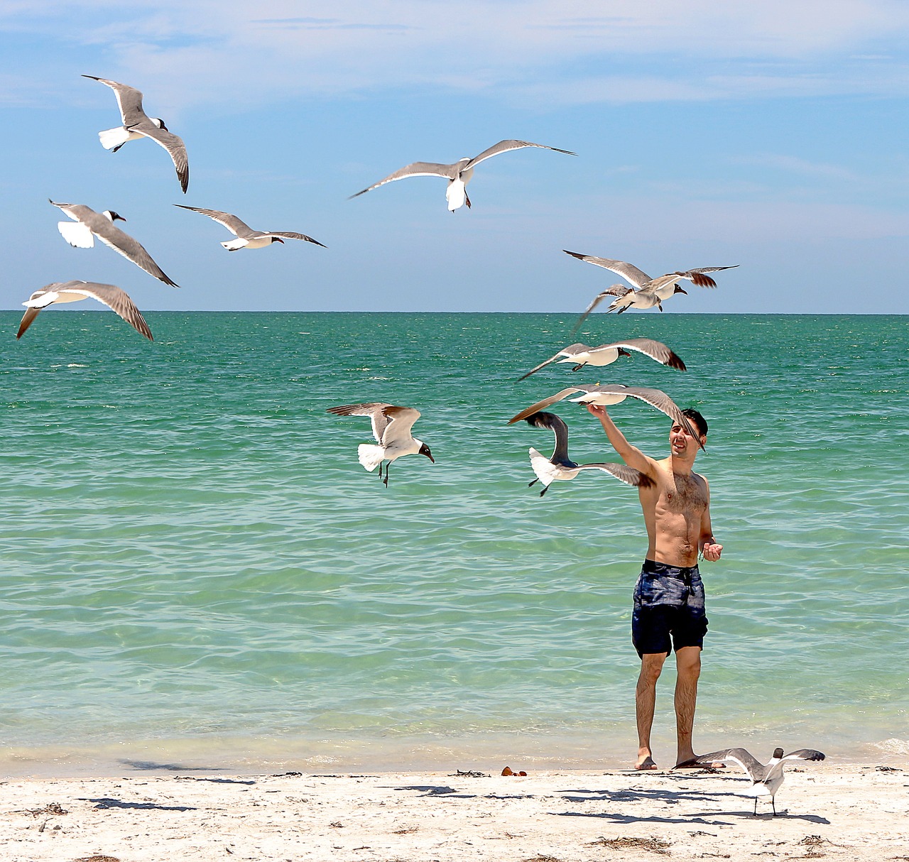 beach caribbean seagulls free photo