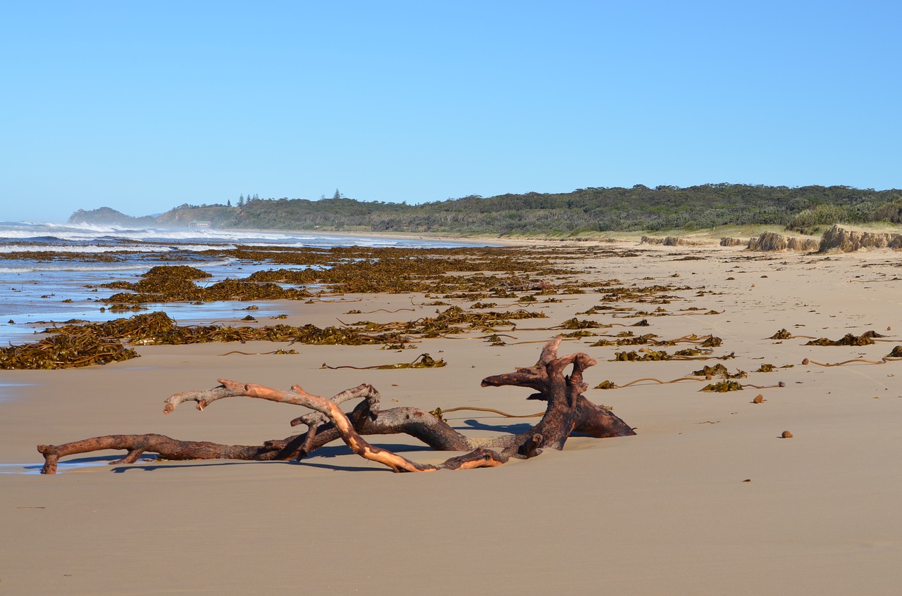 beach ocean log free photo