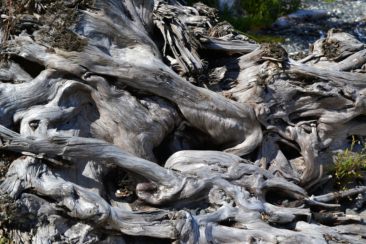 beach driftwood knotty free photo