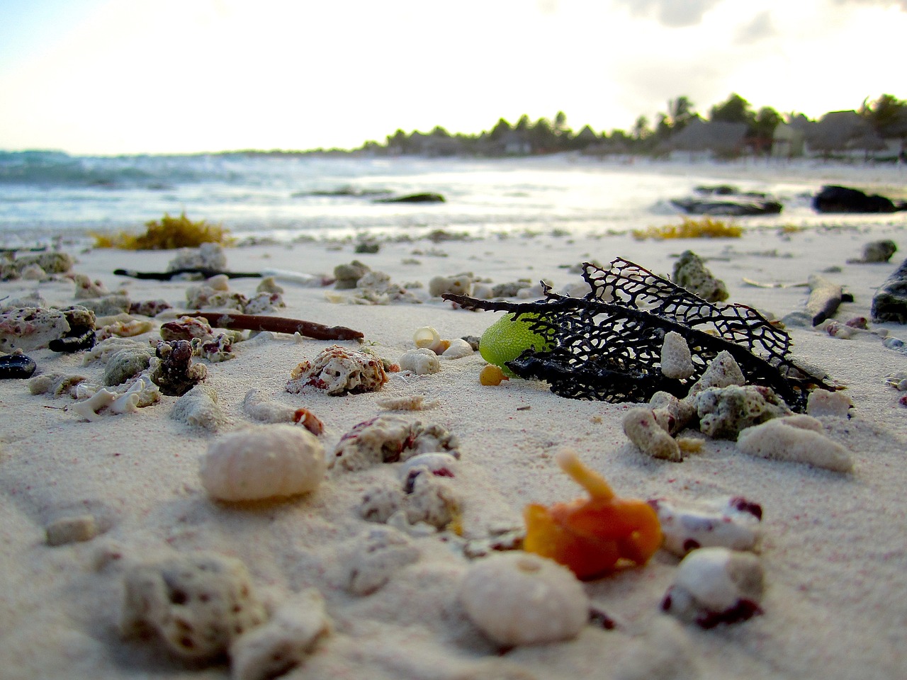 beach shells shore free photo