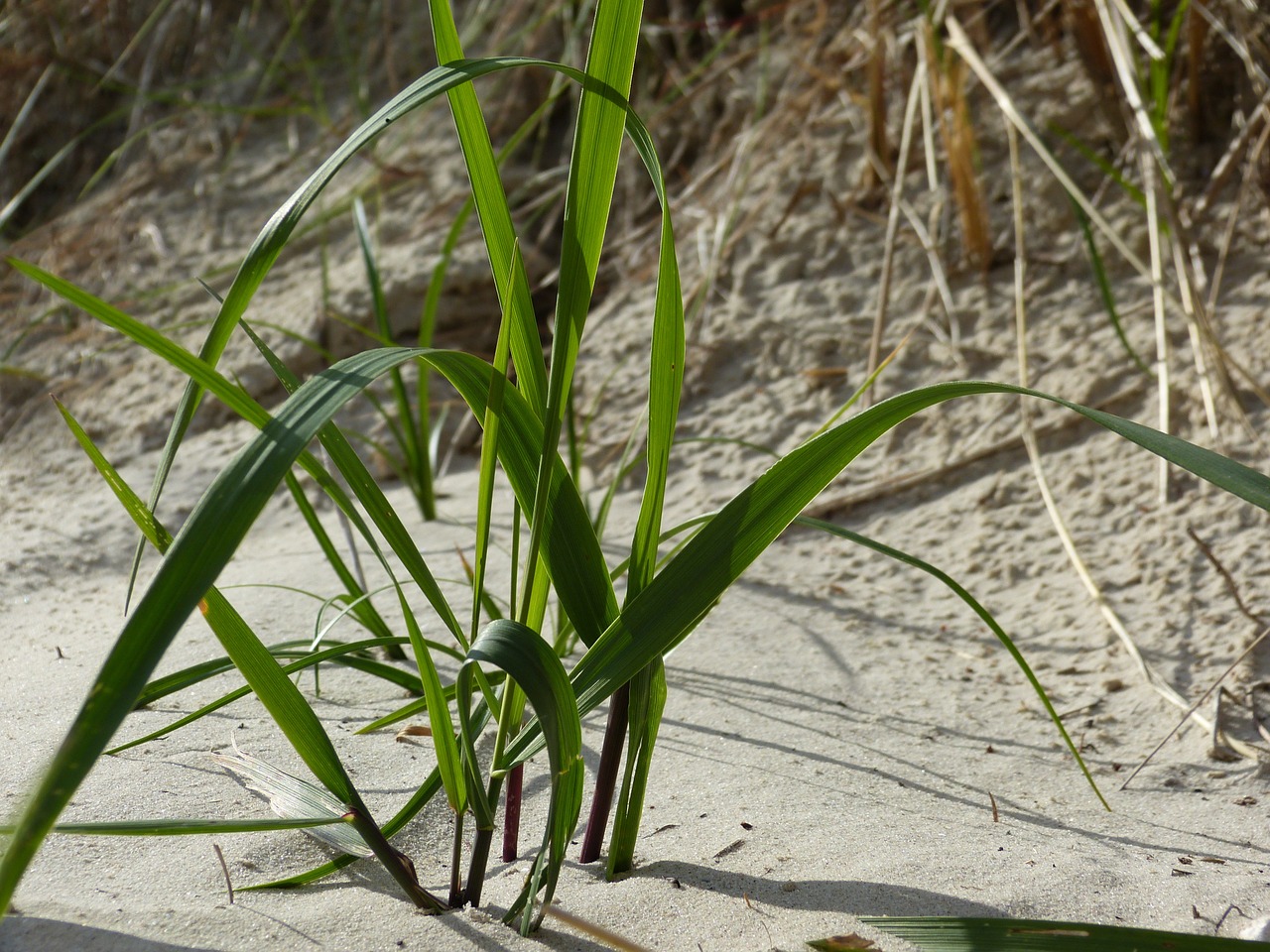 beach sand grass free photo