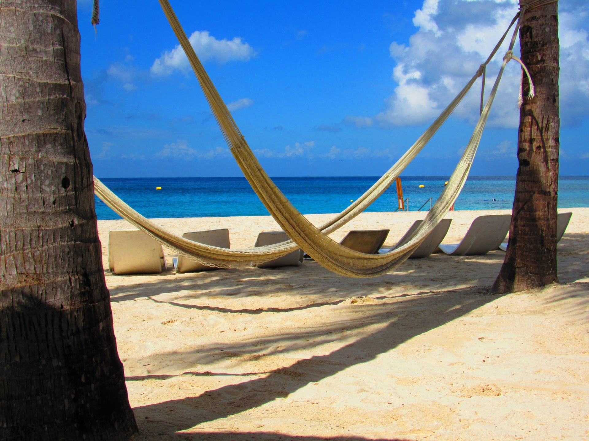 beach sand palm trees free photo