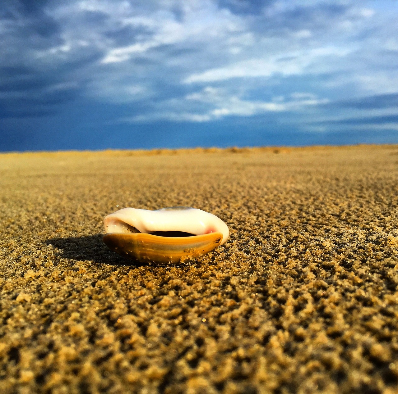 beach shells brazil free photo