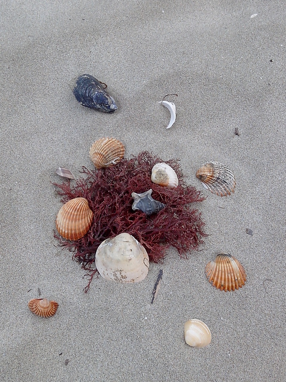 beach shell sea free photo