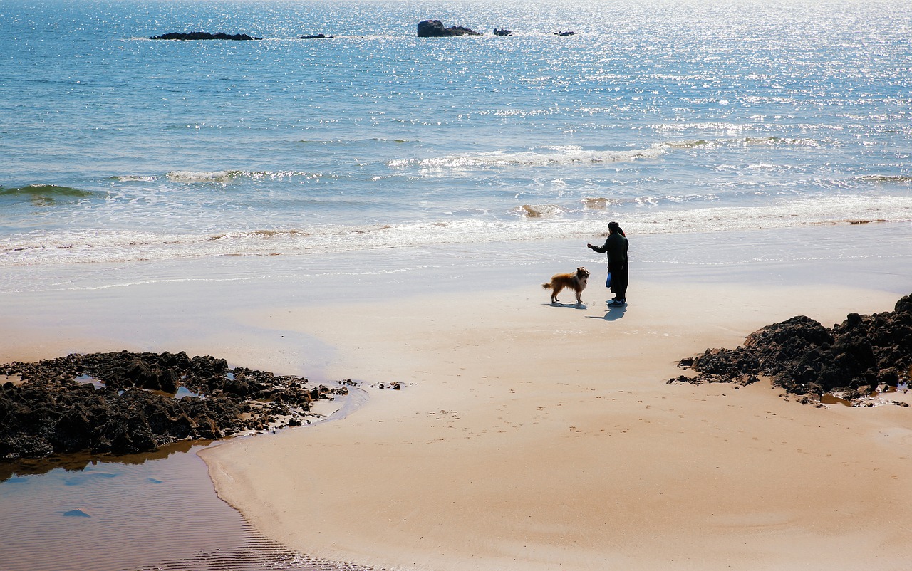 beach dog marine free photo