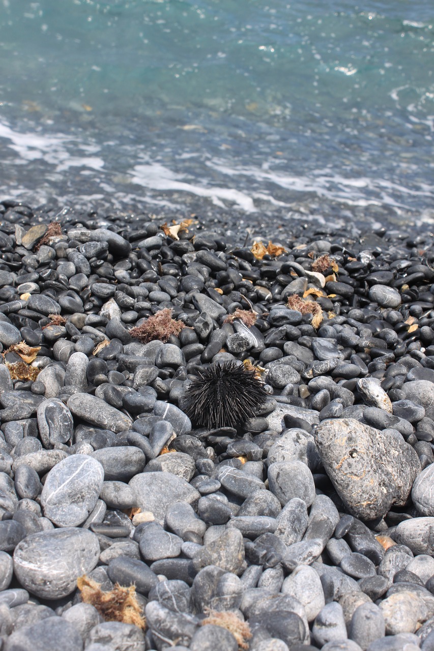 sea urchin beach sea free photo