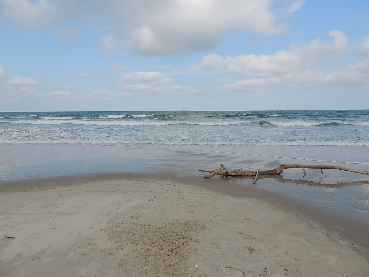 beach driftwood ocean free photo