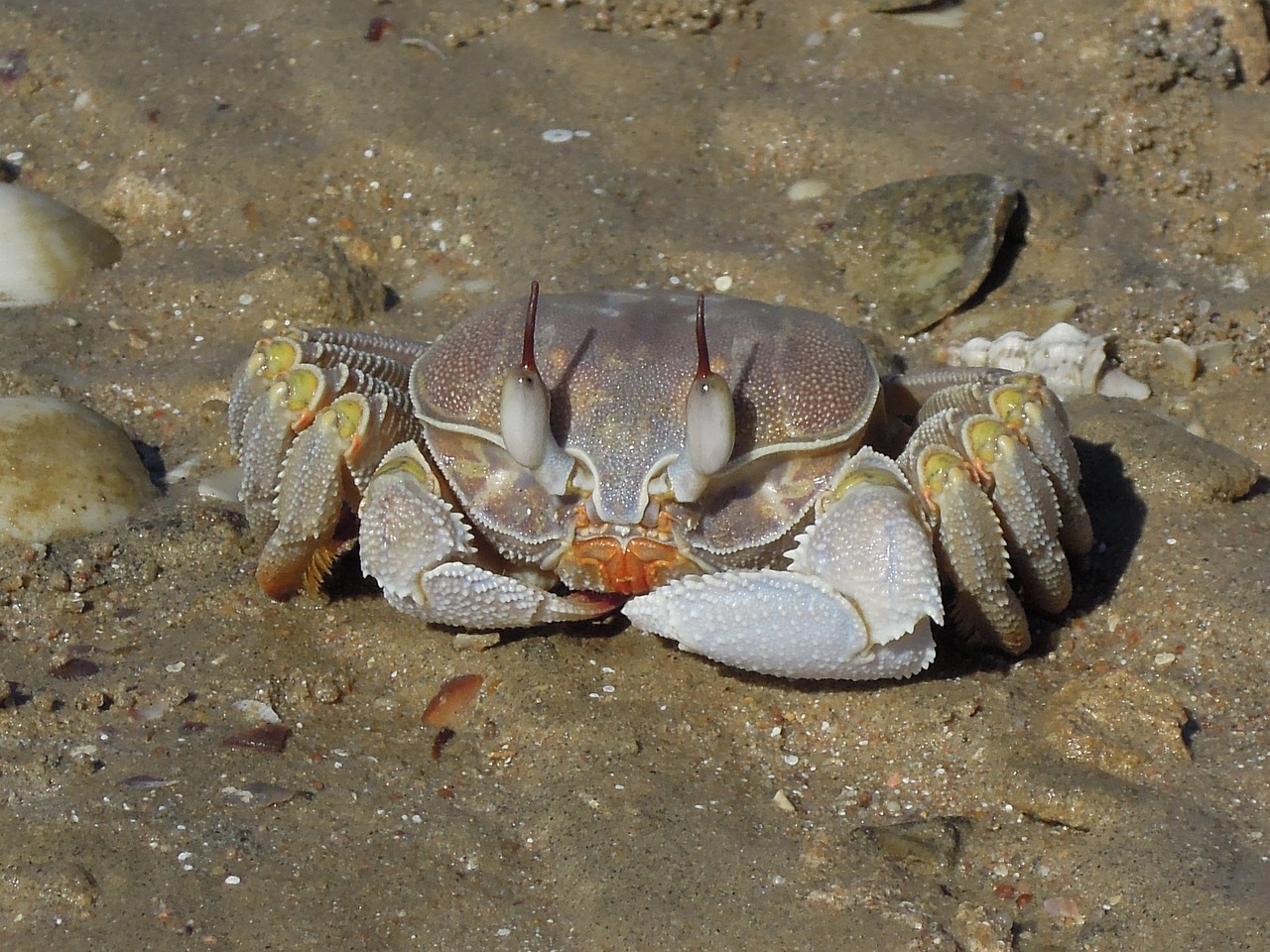beach sand crab free photo