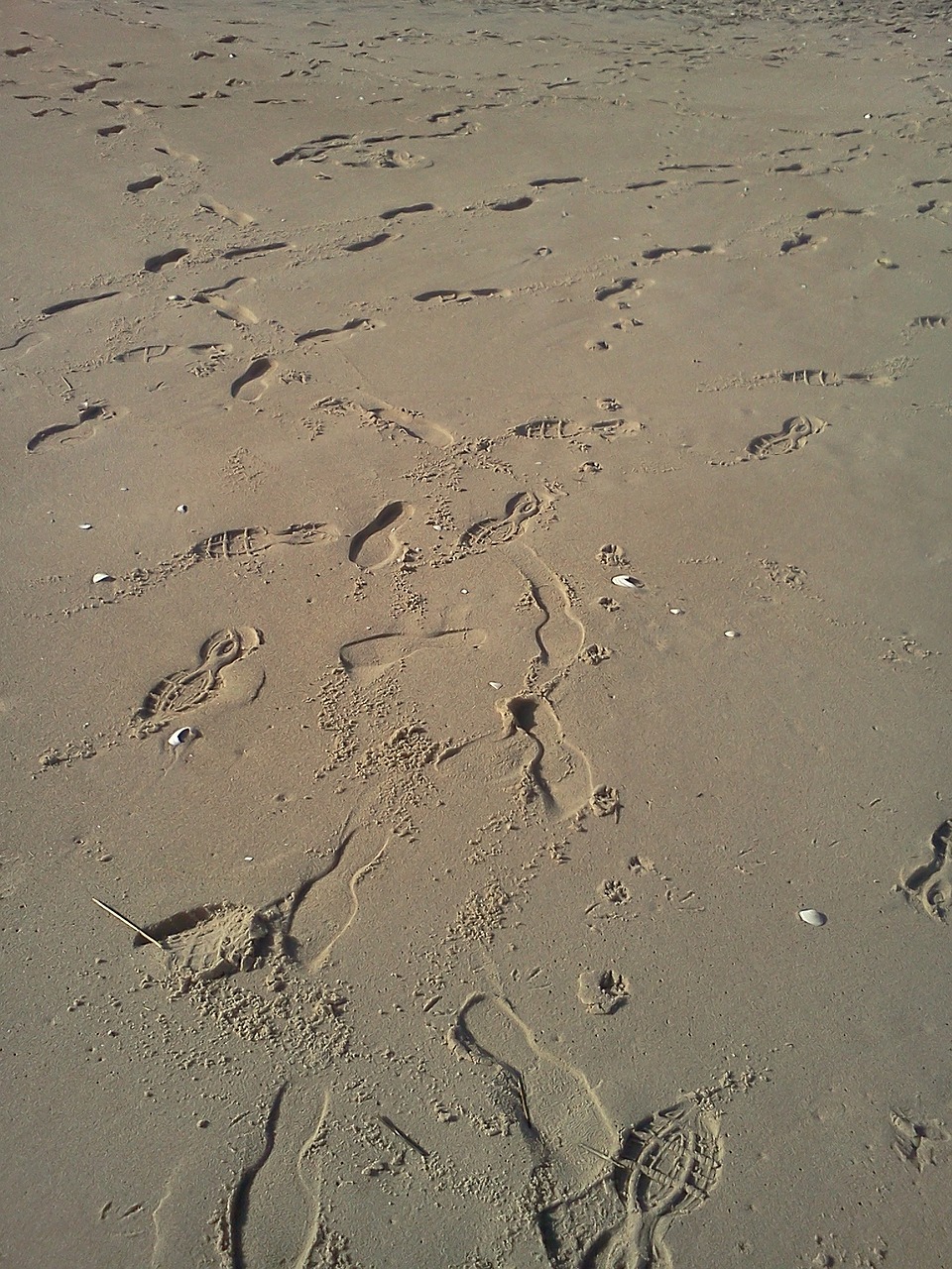 beach sand footprints free photo