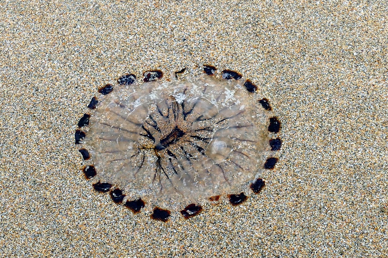 beach jellyfish sea free photo