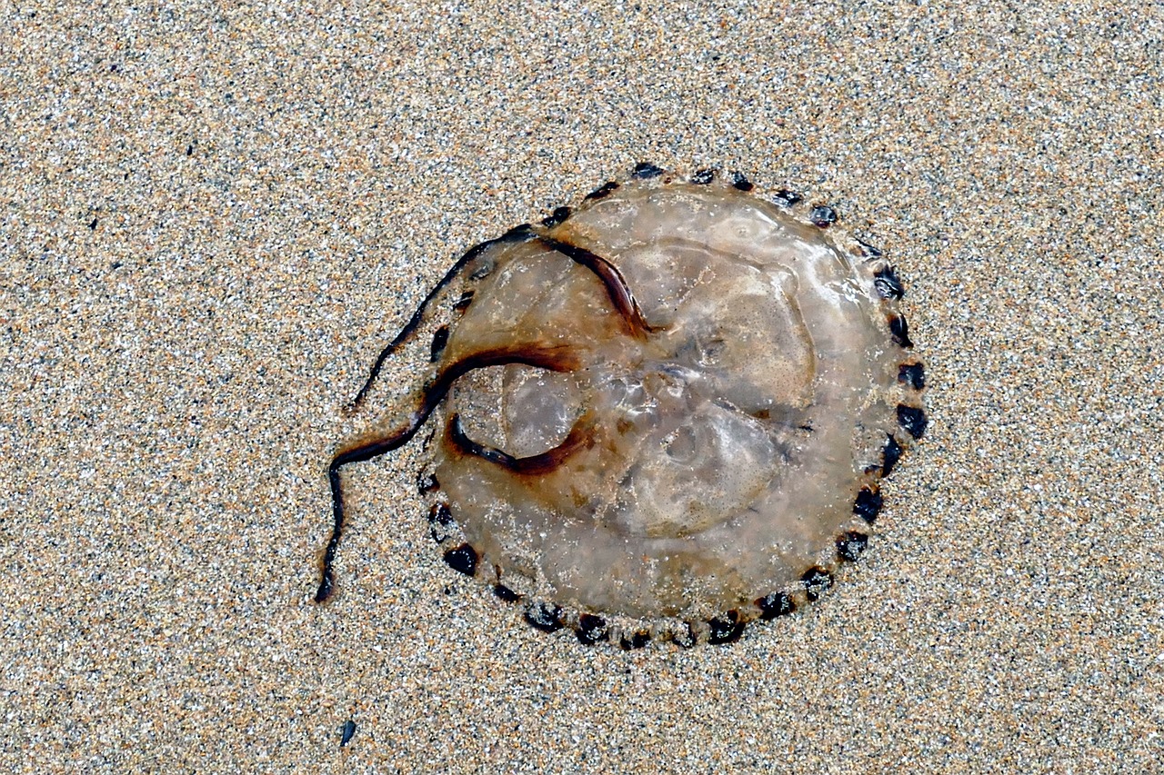 beach jellyfish sea free photo