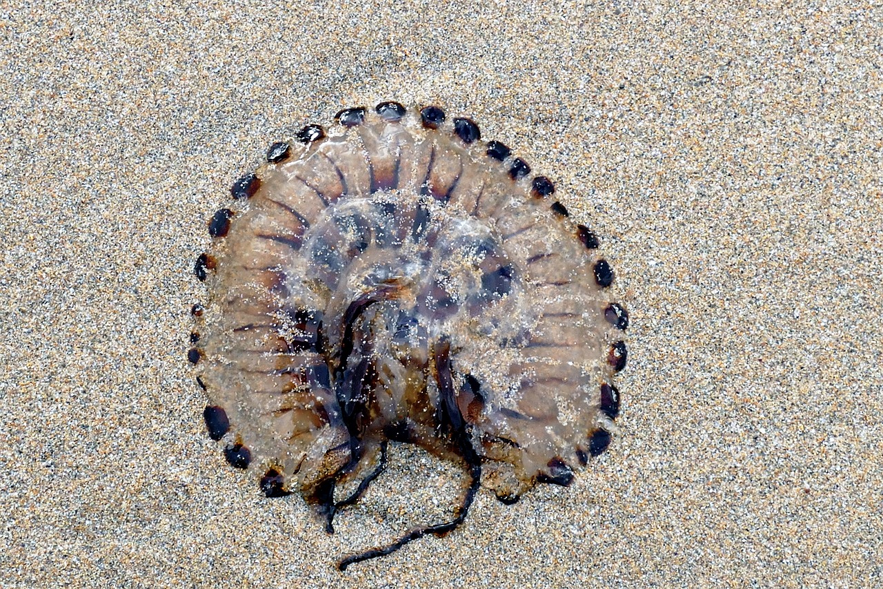 beach jellyfish sea free photo