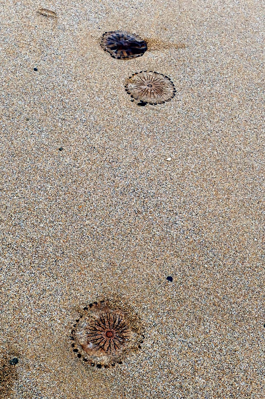 beach jellyfish sea free photo