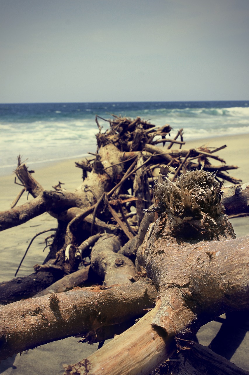 beach tree nature free photo