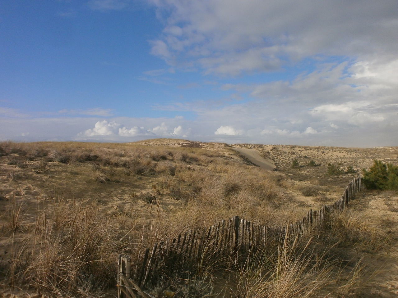 beach dunes sand dunes free photo