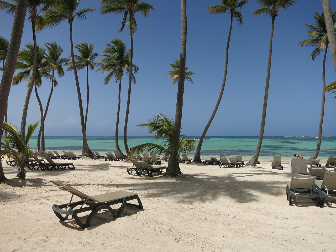 beach palm trees caribbean free photo