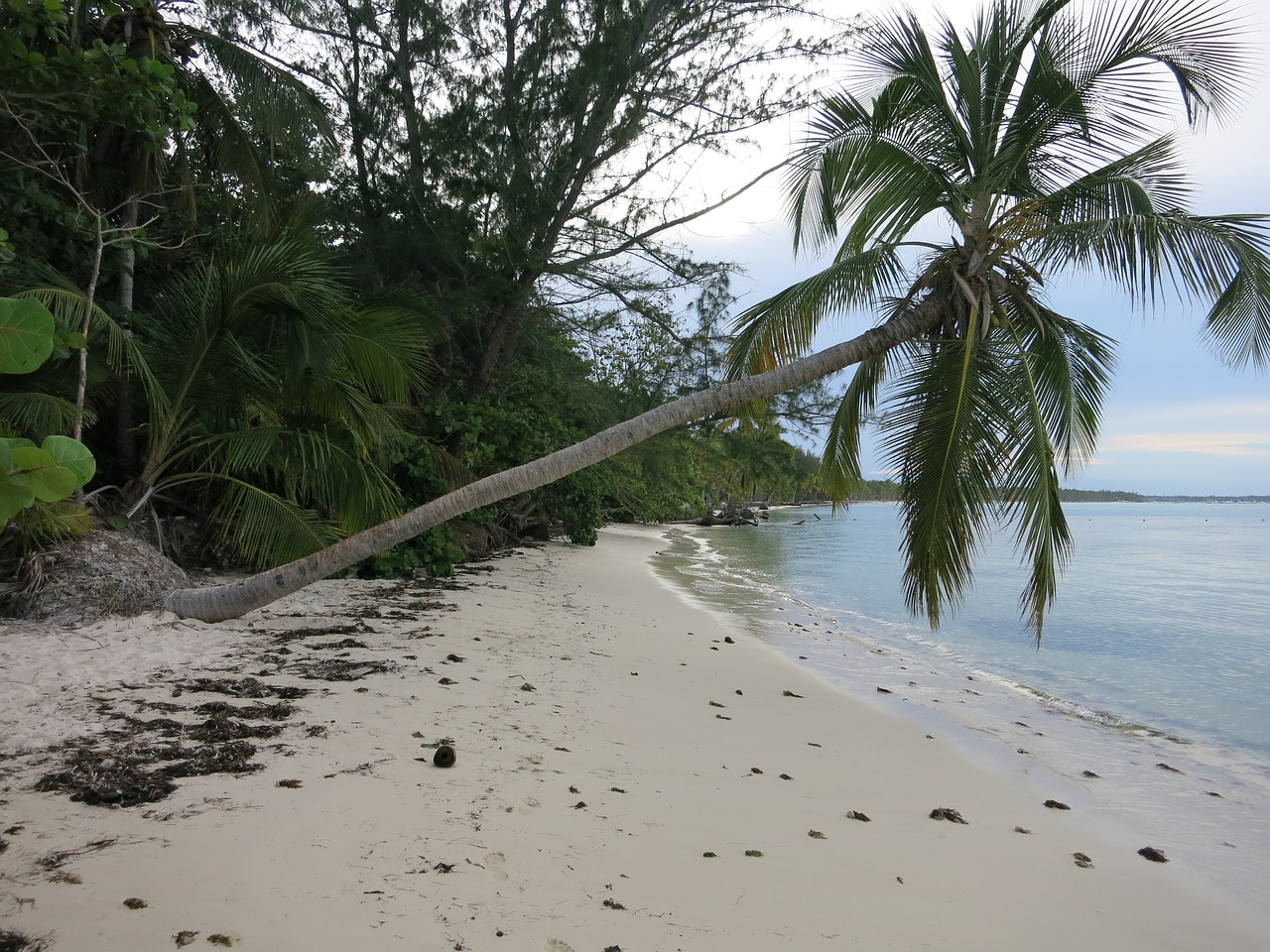 beach leaning palm caribbean free photo