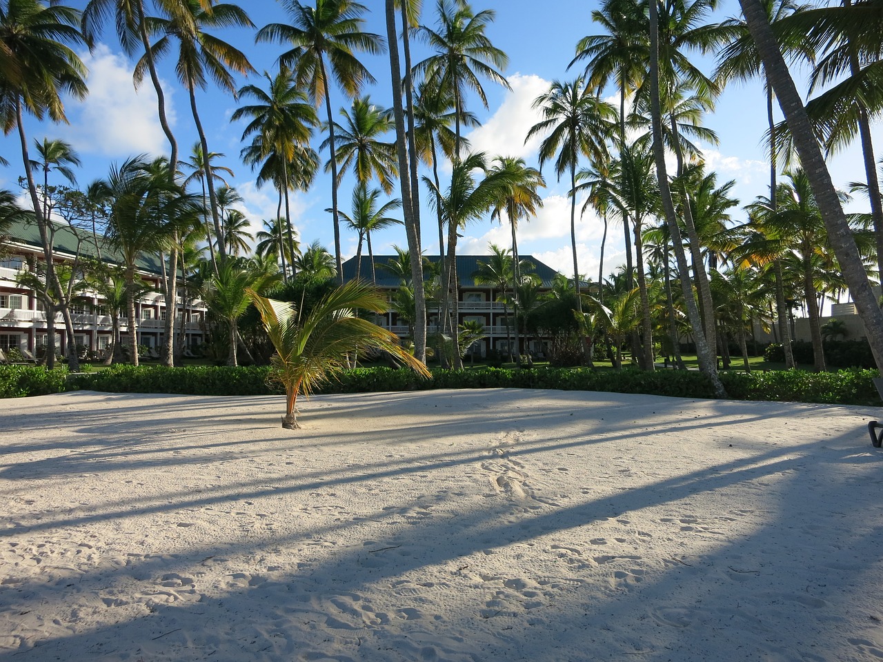 beach palm trees caribbean free photo