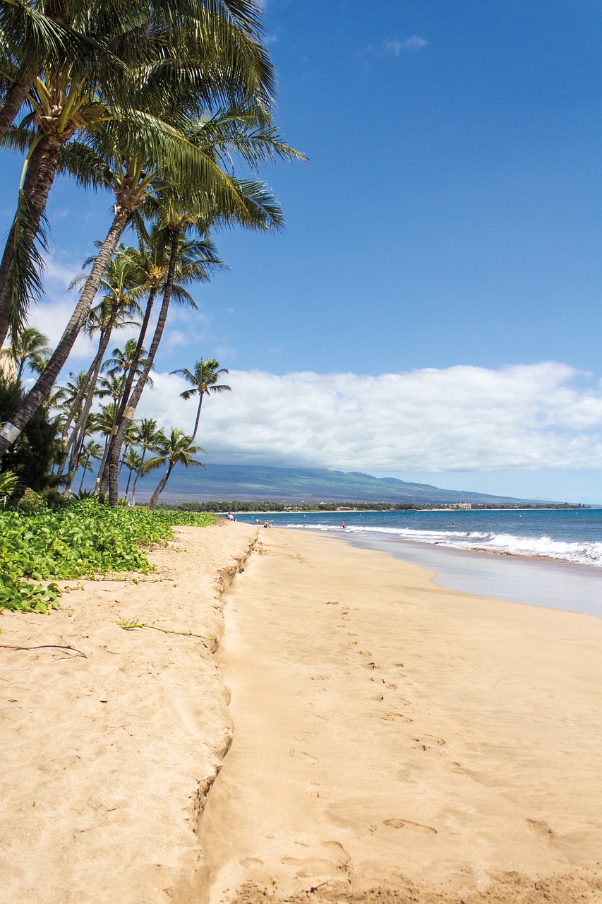 beach palms hawaii free photo