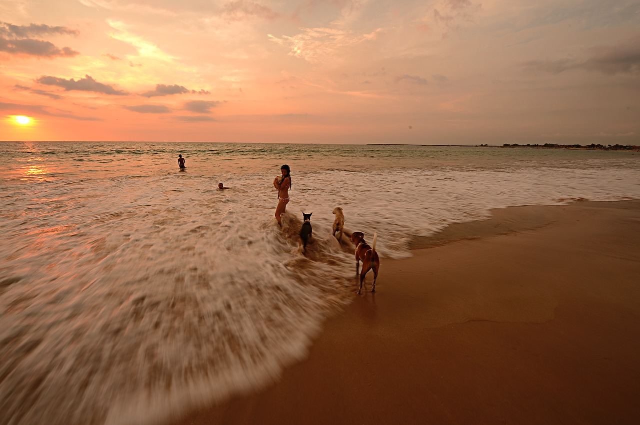 beach spray sunset free photo