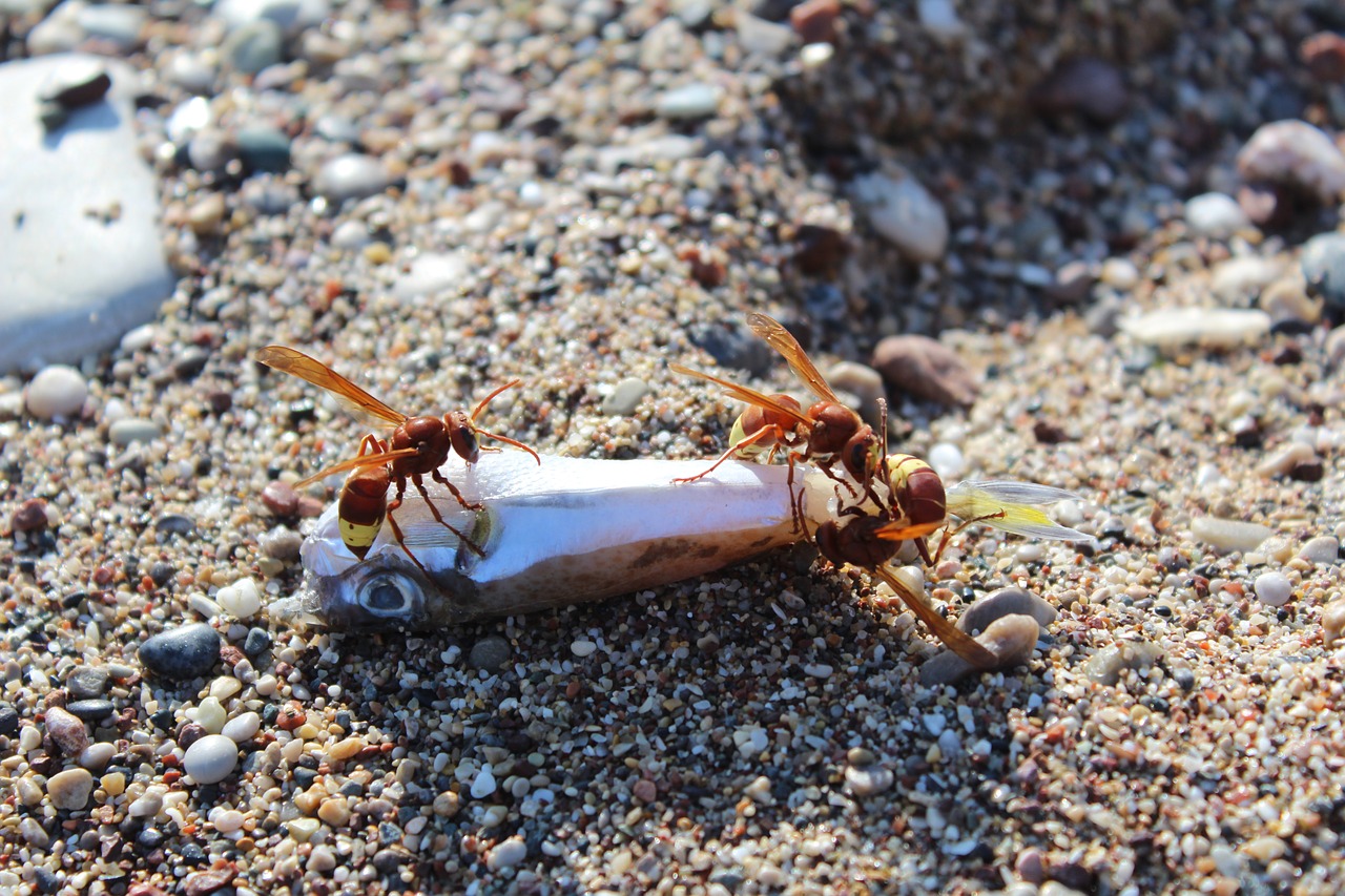 beach wasps insect free photo