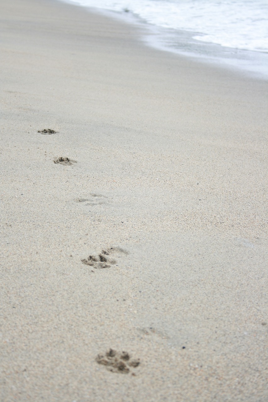 beach footprint dogpaw free photo