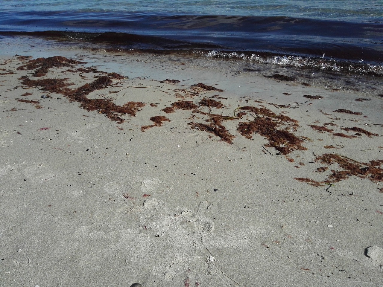 beach sea seaweed free photo