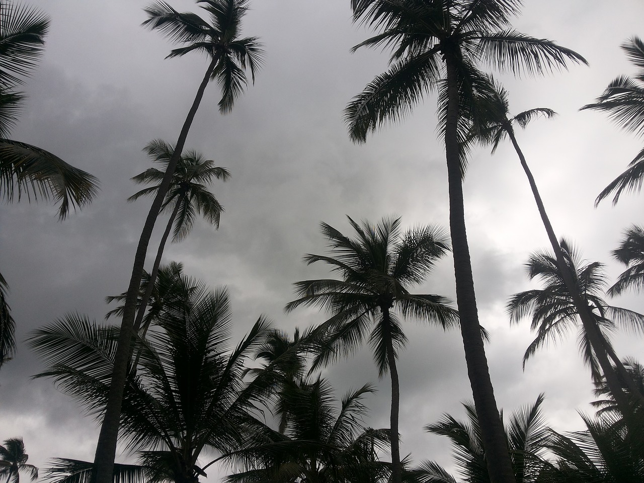 beach coconut tree recife free photo