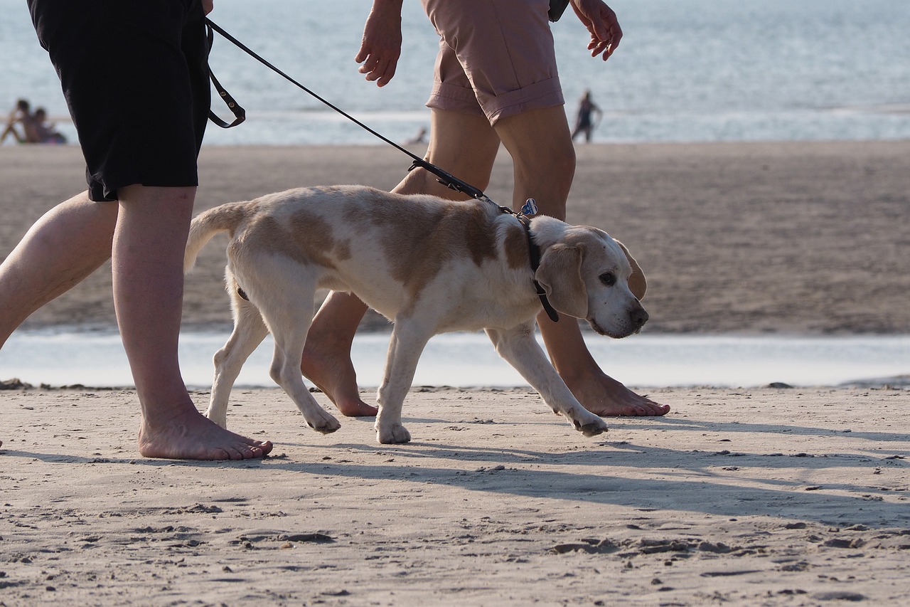 beach dog on leash free photo