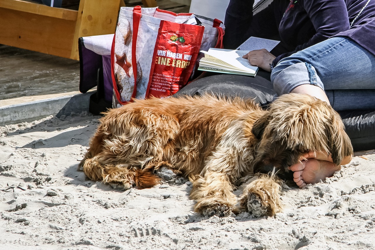 beach dog read free photo