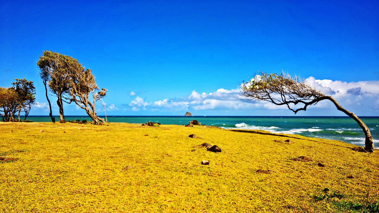 beach wind caribbean free photo