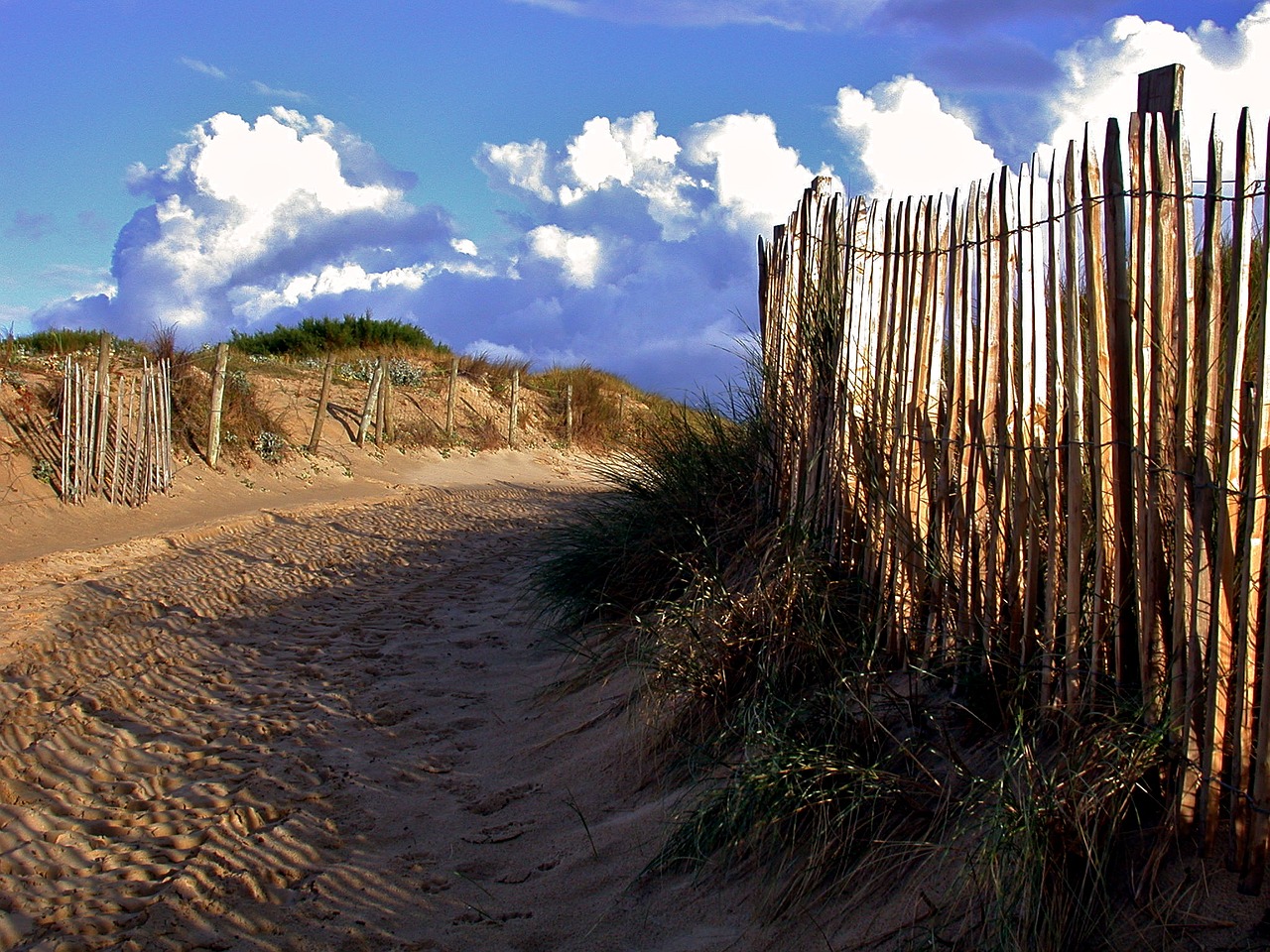 beach sea dunes free photo