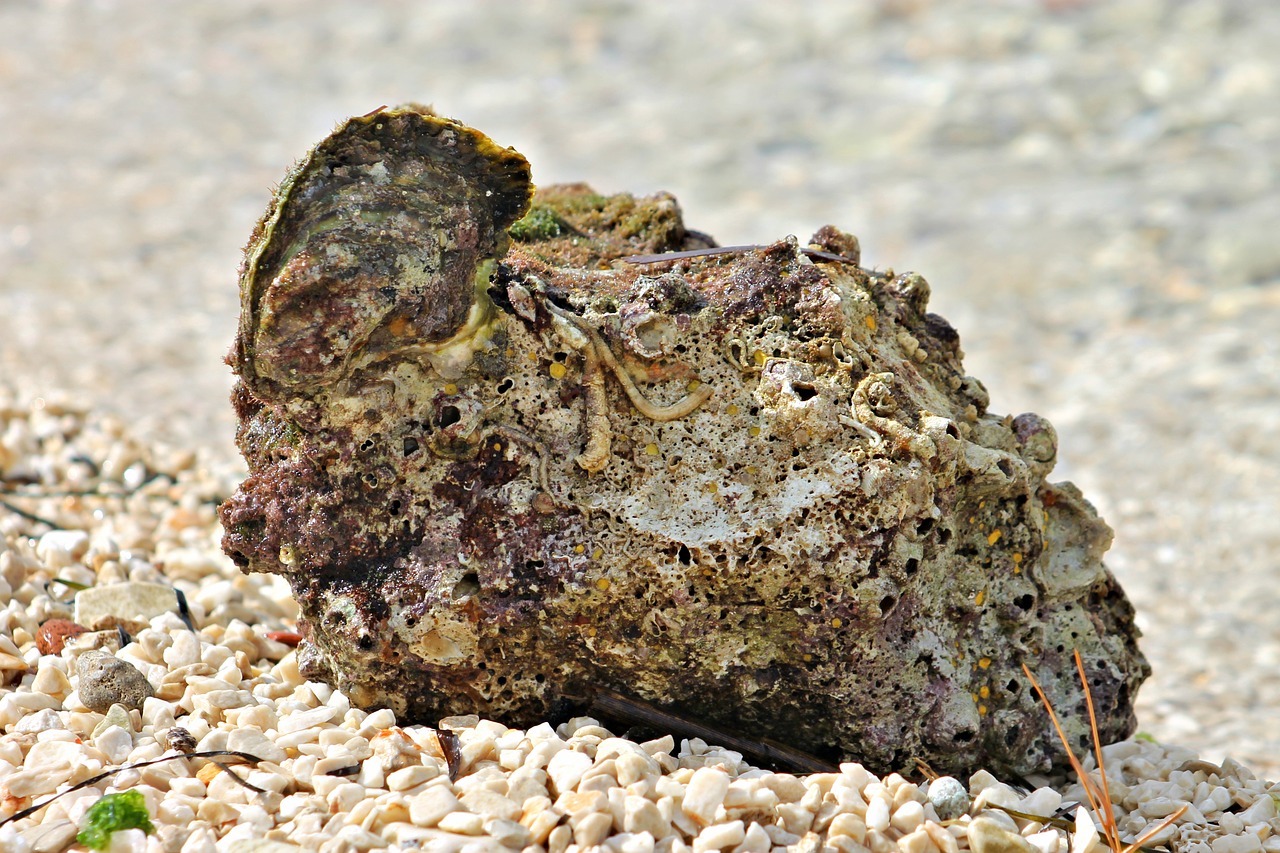 beach stone gravel free photo