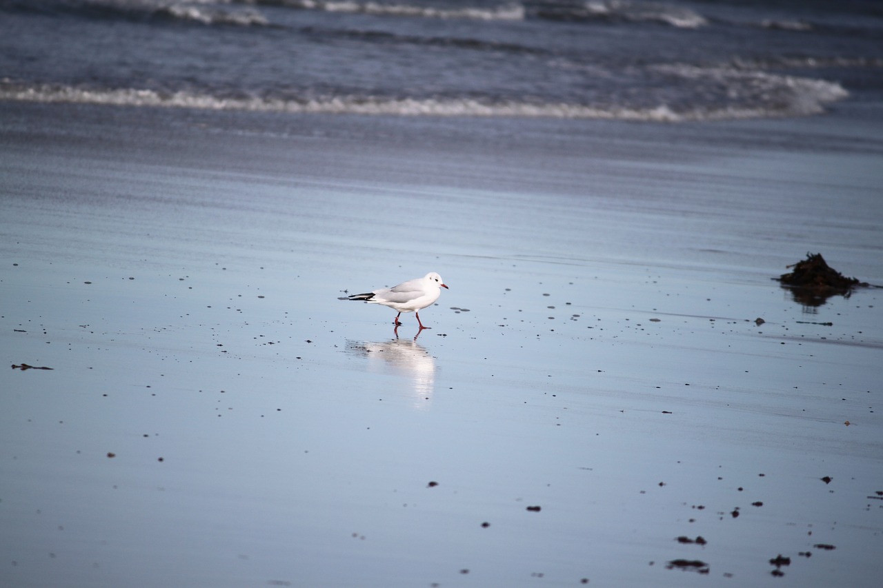 bird mirrored seagull free photo