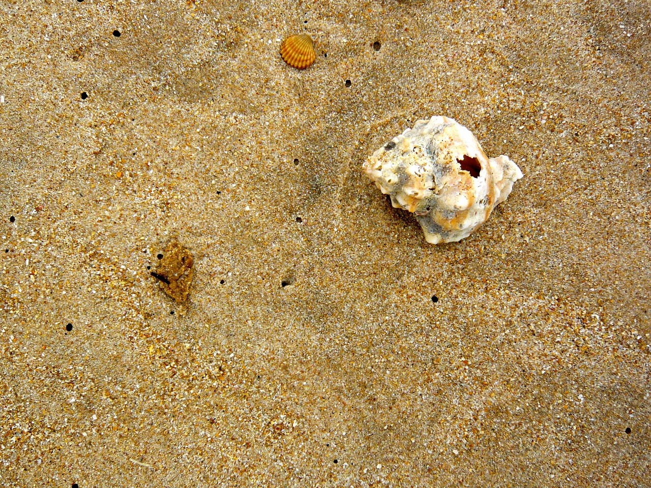 beach shell sea free photo