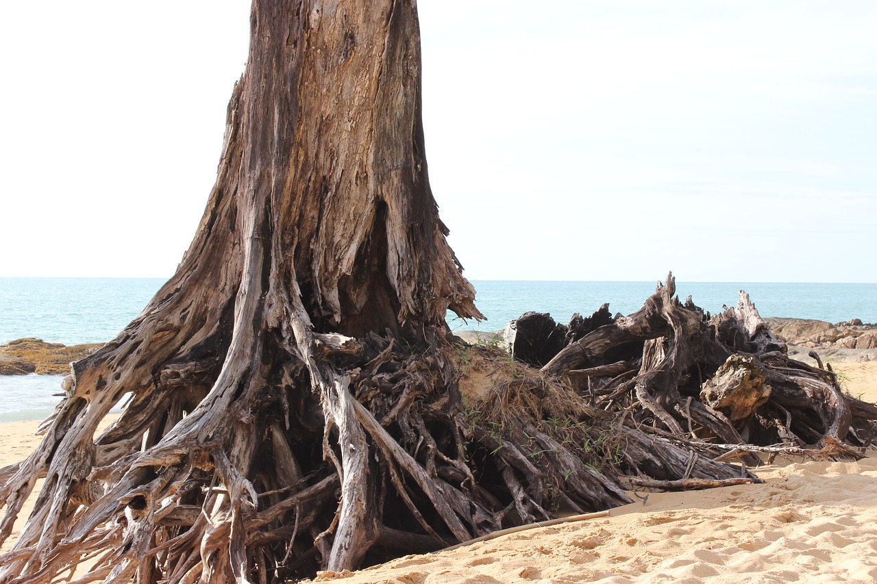 beach tree sand free photo