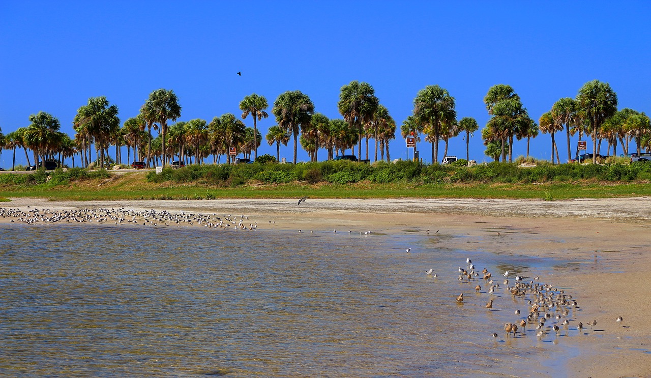 beach palms tropical free photo