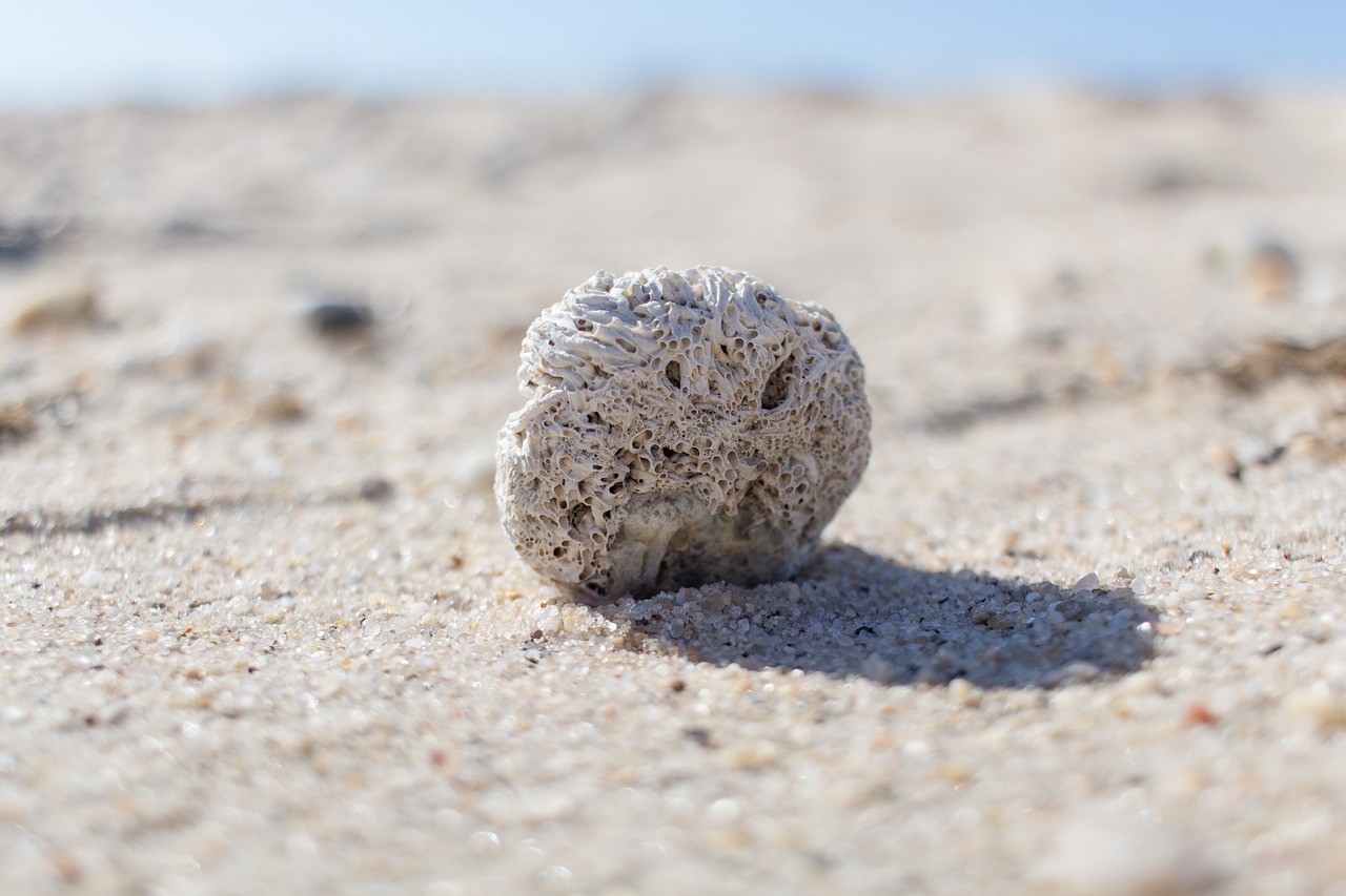 beach sand nature free photo