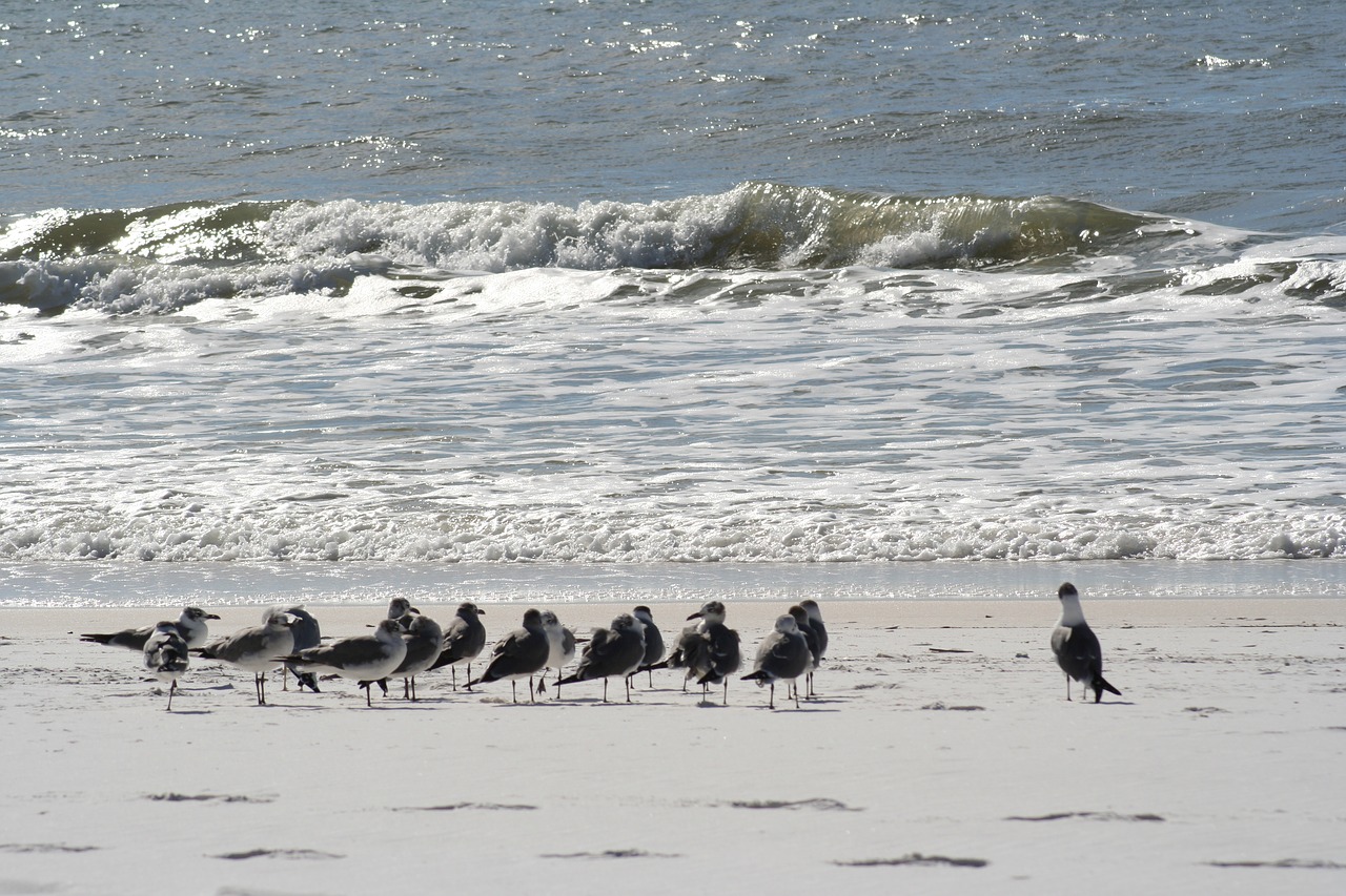 beach sand gulf free photo