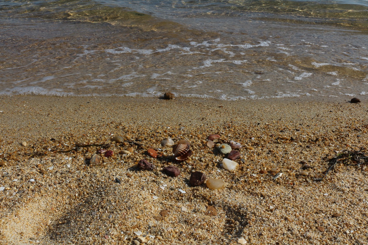 beach clear seashell free photo