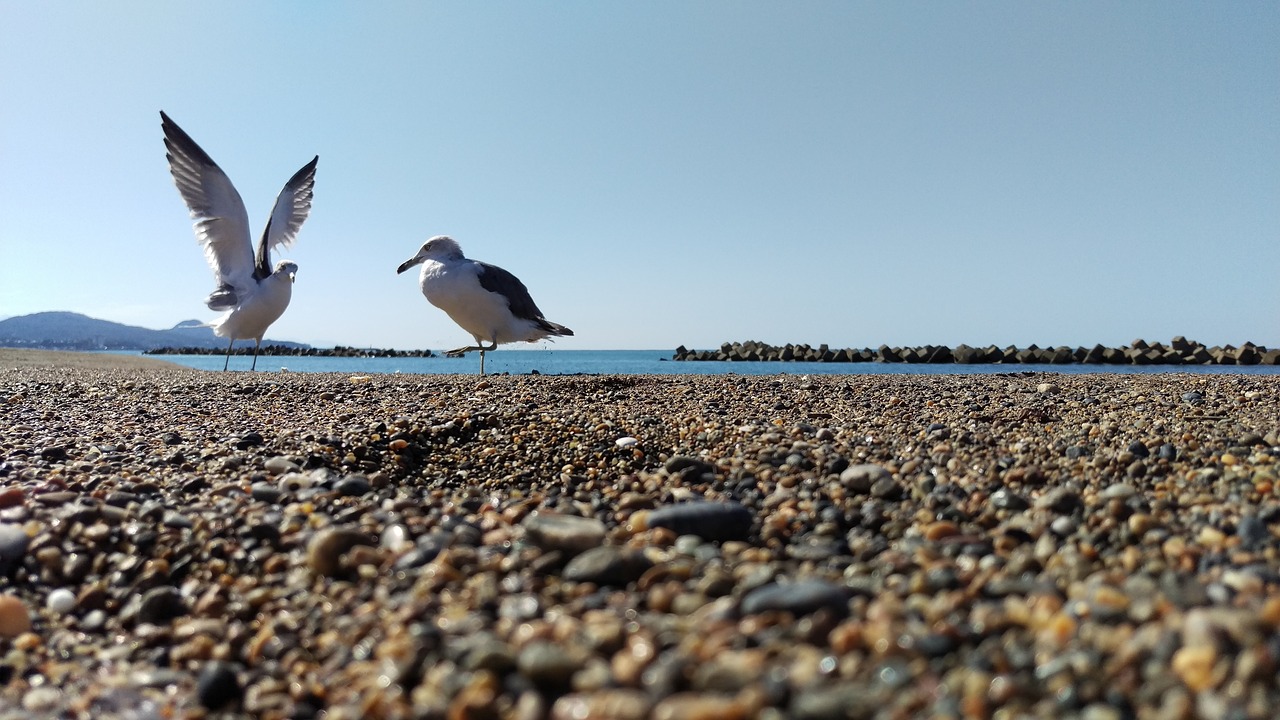 beach sea gull wild animal free photo