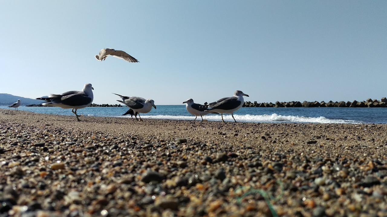 beach sea gull wild animal free photo