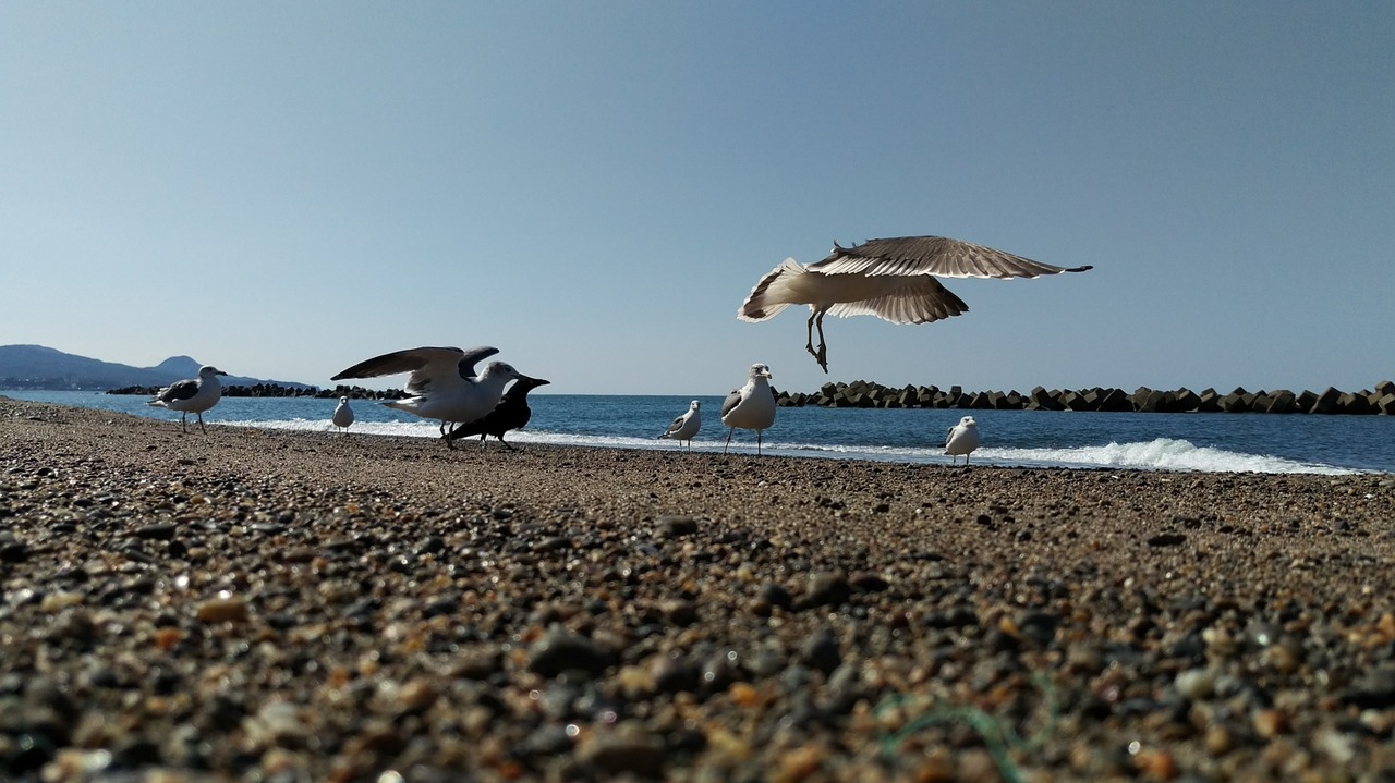 beach sea gull wild birds free photo