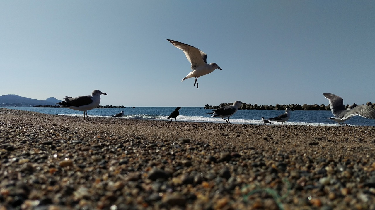 beach sea gull wild birds free photo